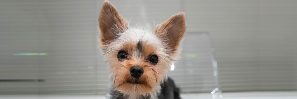 Tysk på Studieskolen